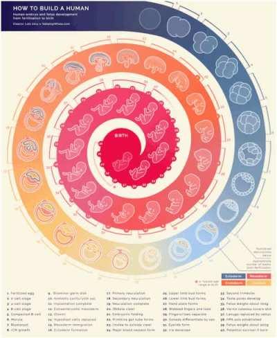 Embryogenesis is the process by which the embryo forms and develops. It starts with the fertilization of the egg cell (ovum) by a sperm cell, (spermatozoon).