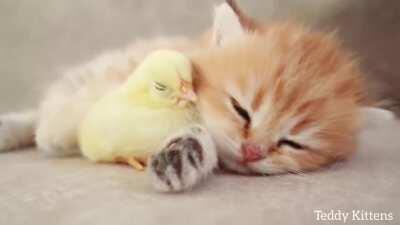 kitten sweetly sleeps with chick