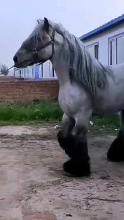 This is not a horse, this is a mythical beast