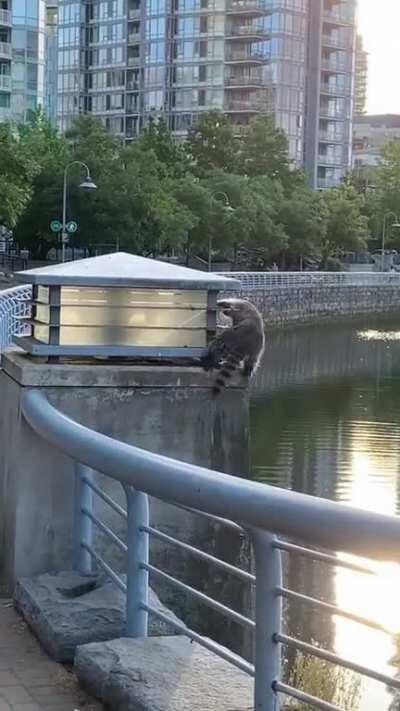 Four legged beast harassed by flying beasts on downtown seawall