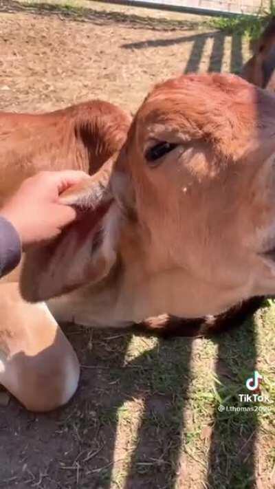 Dolly the cow gets her first human scratch