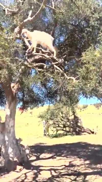 🔥Goats climb trees in Morocco to eat Argon nuts that make of 84% of their diet