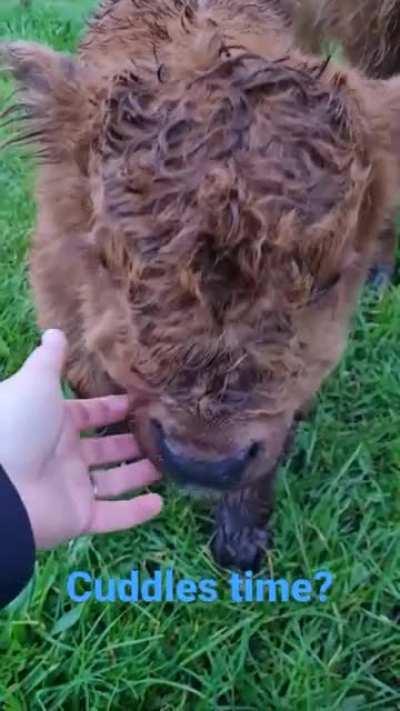 Baby Highland calf.