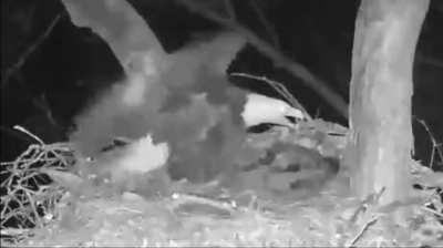 Owl strikes Eagles at night