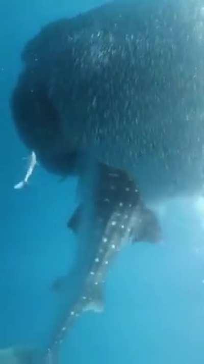 Fish forming a bait ball. It is a last-minute defensive measure taken by small schools of fish when threatened by predators.