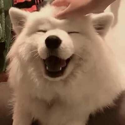 Doggo loves head scratches!