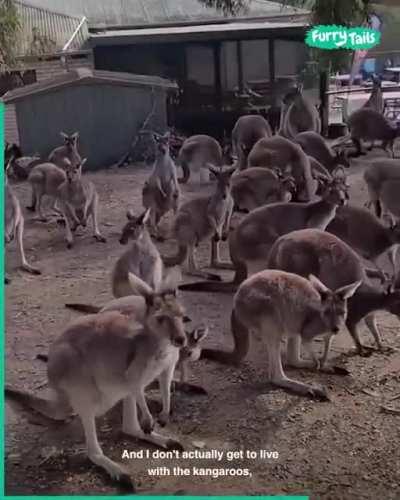 Women's bar is taken over by kangaroos every day