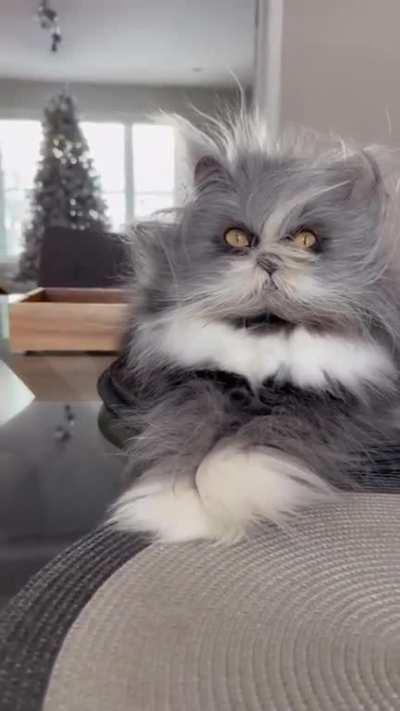 The Grinch of the feline world