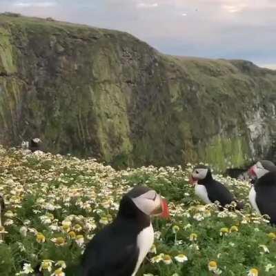 Puffins in the flower field