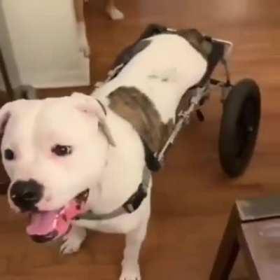 Doggo is finally able to walk