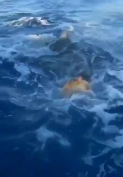 A turtle trying to escape from a shark