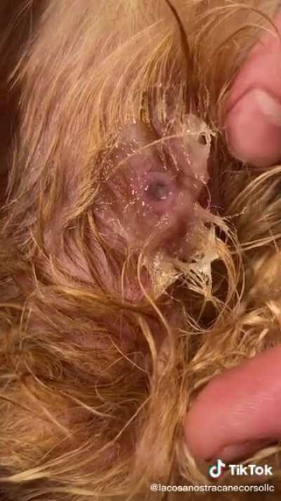 found on tiktok - botfly being removed from a yorkie