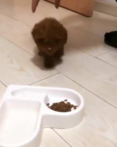 Puppy can't wait to get food