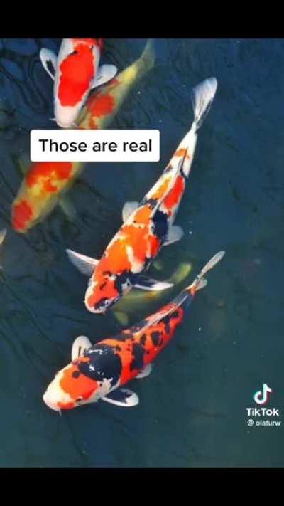 Interesting fact about koi fish