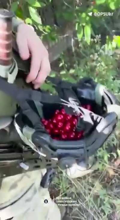 Ukrainian soldier picks cherries for his loved ones. Fruitful soil like this is why Russia wants the land so badly