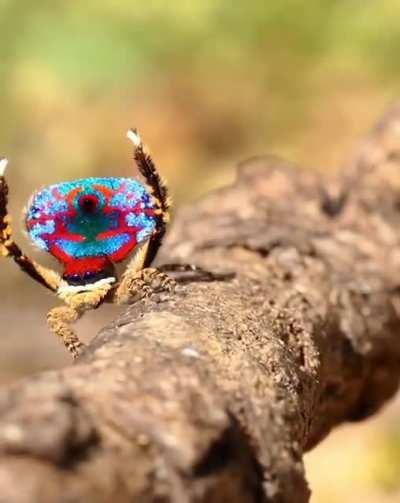 Male Peacock Spiders do intricate dance by spreading their colorful flap to attract female. Aggressive females kill and eat the male suitors whose dance don’t impress.