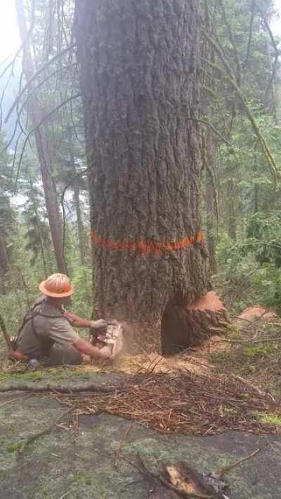 Cutting down a tree