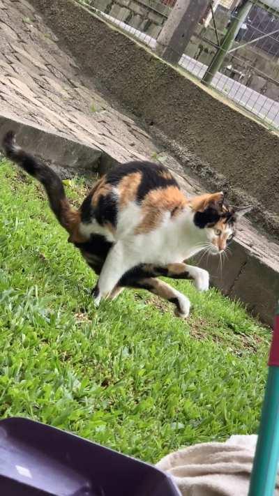 The way this cat takes a dump