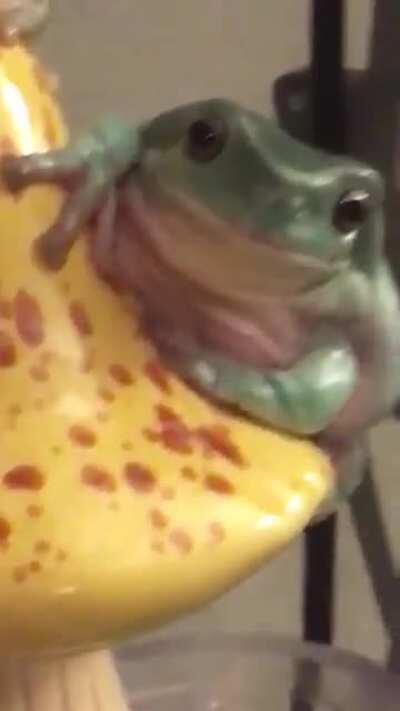 frog_irl