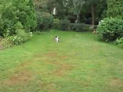 Blind dog playing fetch