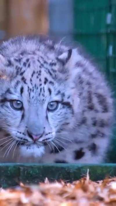 This chonky snow leopard.