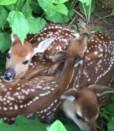 🔥 A cozy pile of fawns