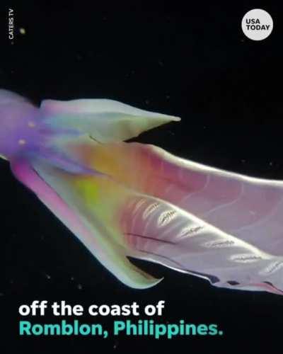 🔥 Rare Blanket Octopus