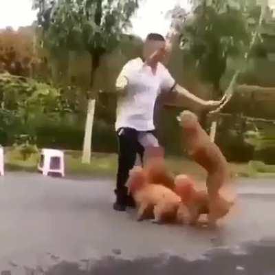 This man skips rope with three puppies. A fourth puppy carefully watches the rope before joining in at the right moment. Amazing skill.