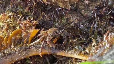 Crab eating at a tidal pool