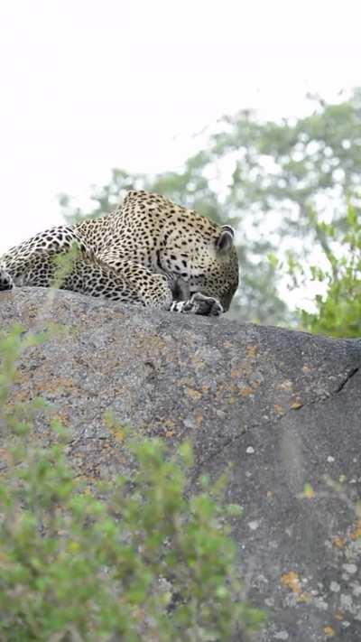 Mother leopard trying to rest with her playful son