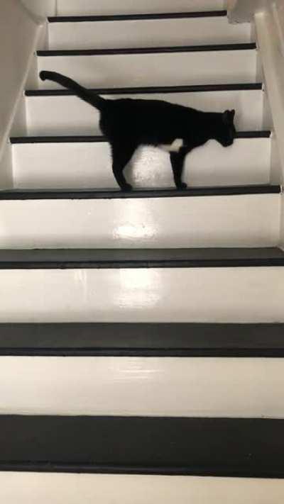 My three-legged cat maneuvering these stairs like a pro.