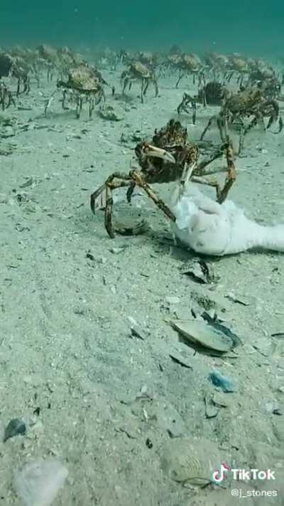 Diver finds crab casually eating a chicken leg