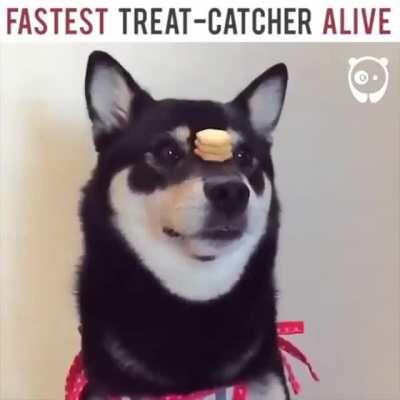 This Dog is so good at catching treats !