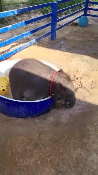 Just a baby elephant enjoying its bath tub