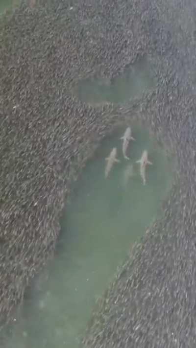 🔥 Sharks swimming through a school of fish