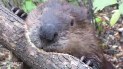 🔥 Wild beaver chews through a fallen tree