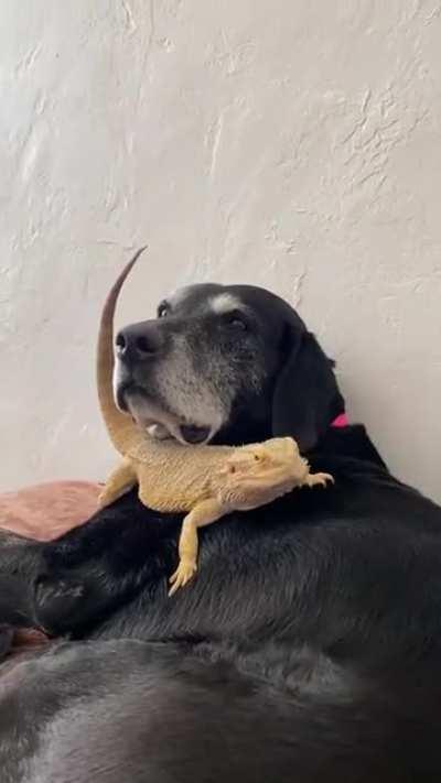 Old man Blue shootin’ the breeze with his dragon buddy Carl