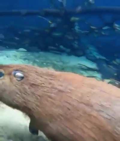 🔥 A capybara swimming