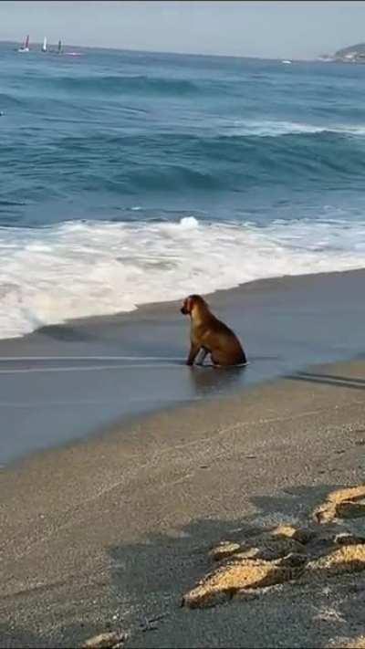 Puppy watching the waves.