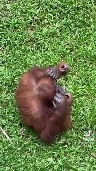 Orangutan puts on sunglasses!