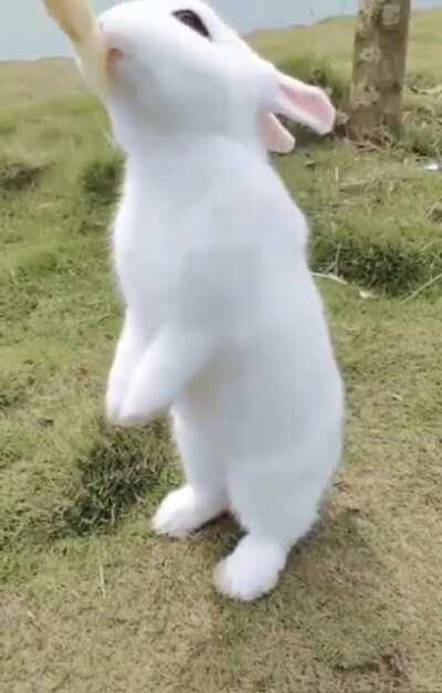 Just the most adorable little rabbit you’ve ever seen