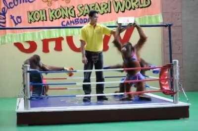 Orangutan Boxing umm ok