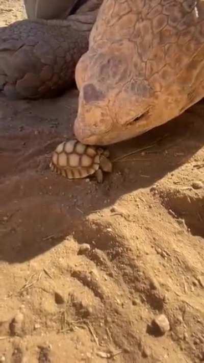 🐢Parent turtle meets his new born turtle 🐢. The size difference 🤯