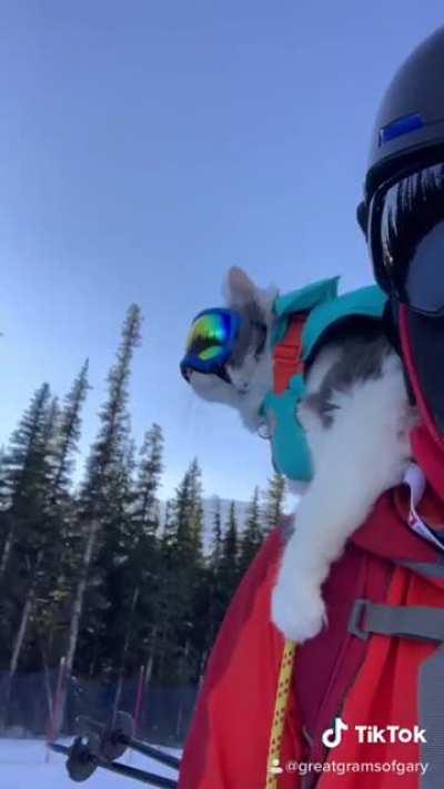 Newest member of the ski pawtrol