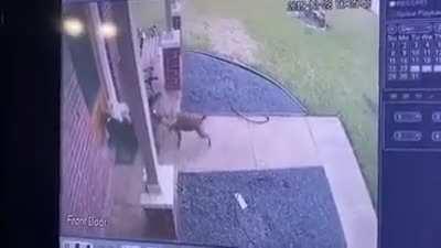 *HIGHLY GRAPHIC* 3 Pitbulls rip apart a Toy Poodle in its own yard.