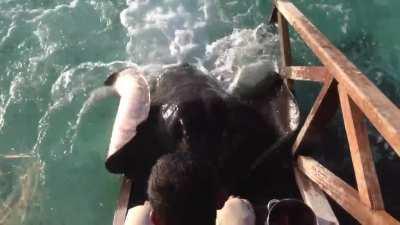 Stingray jumps onto ramp for food