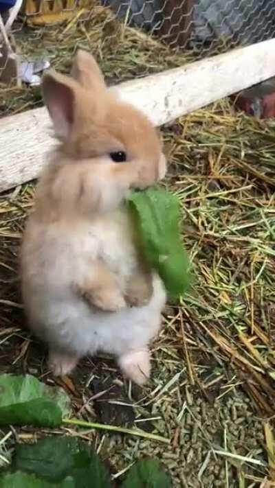 James T. Kirk eating his greens