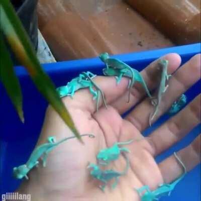 Baby chameleons