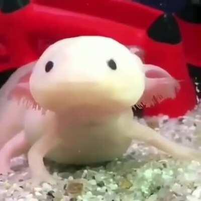 The incredible reflexes of the axolotl