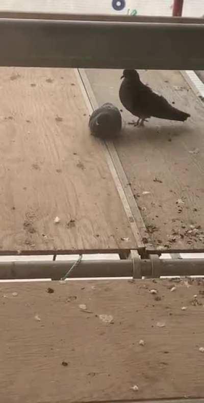 Pigeon Ritual